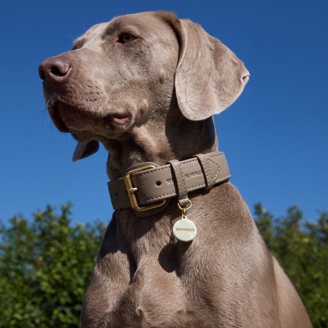 William Walker Médaille pour chien en laiton