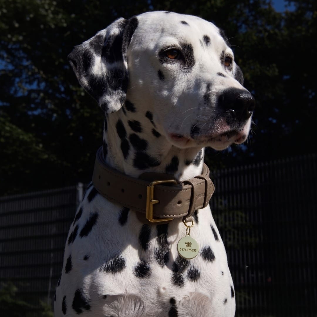 William Walker Médaille pour chien en laiton