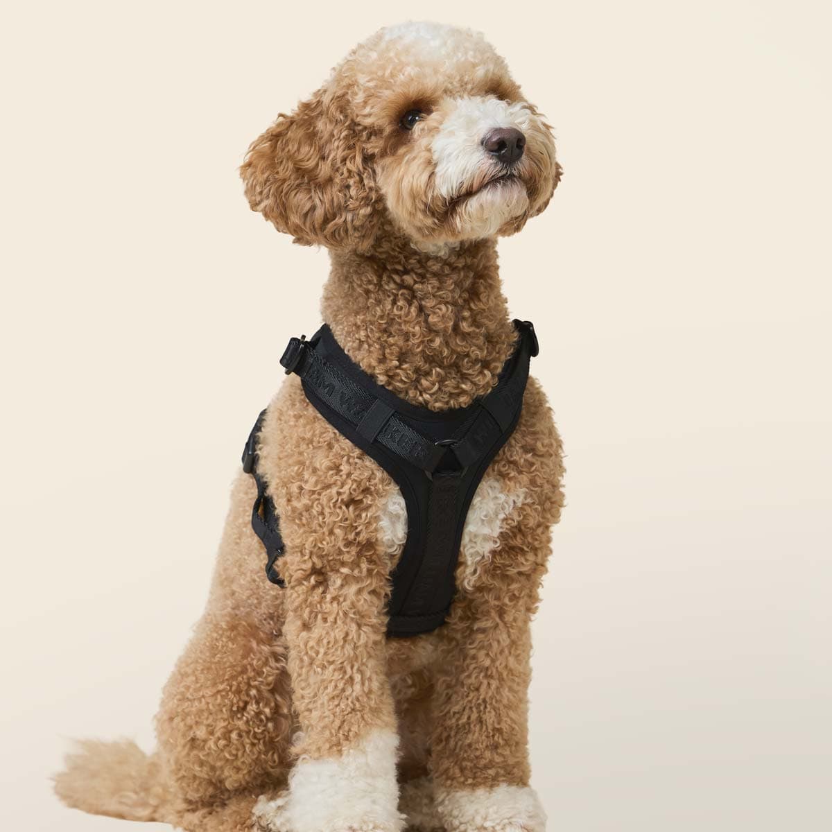 William Walker Bundle de harnais premium pour chien – offre d’hiver