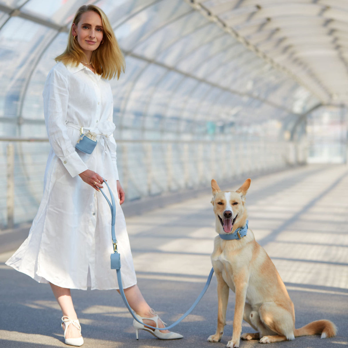 Genuine leather dog collar with leash in baby blue with gold buckles, adjustable and robust
