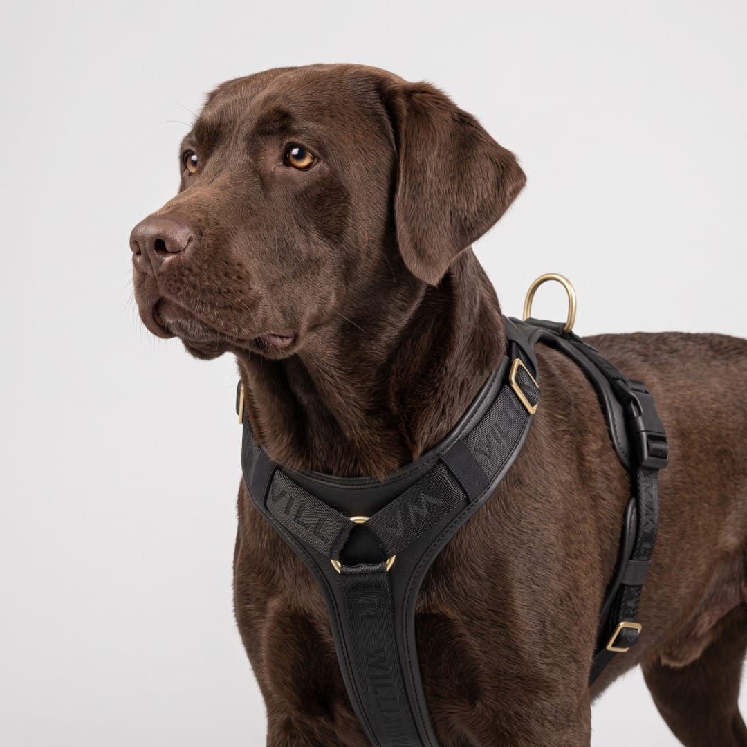 William Walker Premium Leather Y-Harness Plain