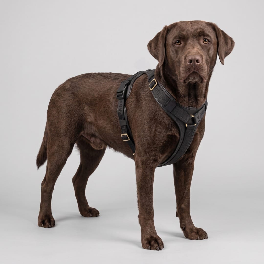 William Walker Premium Leather Y-Harness Plain