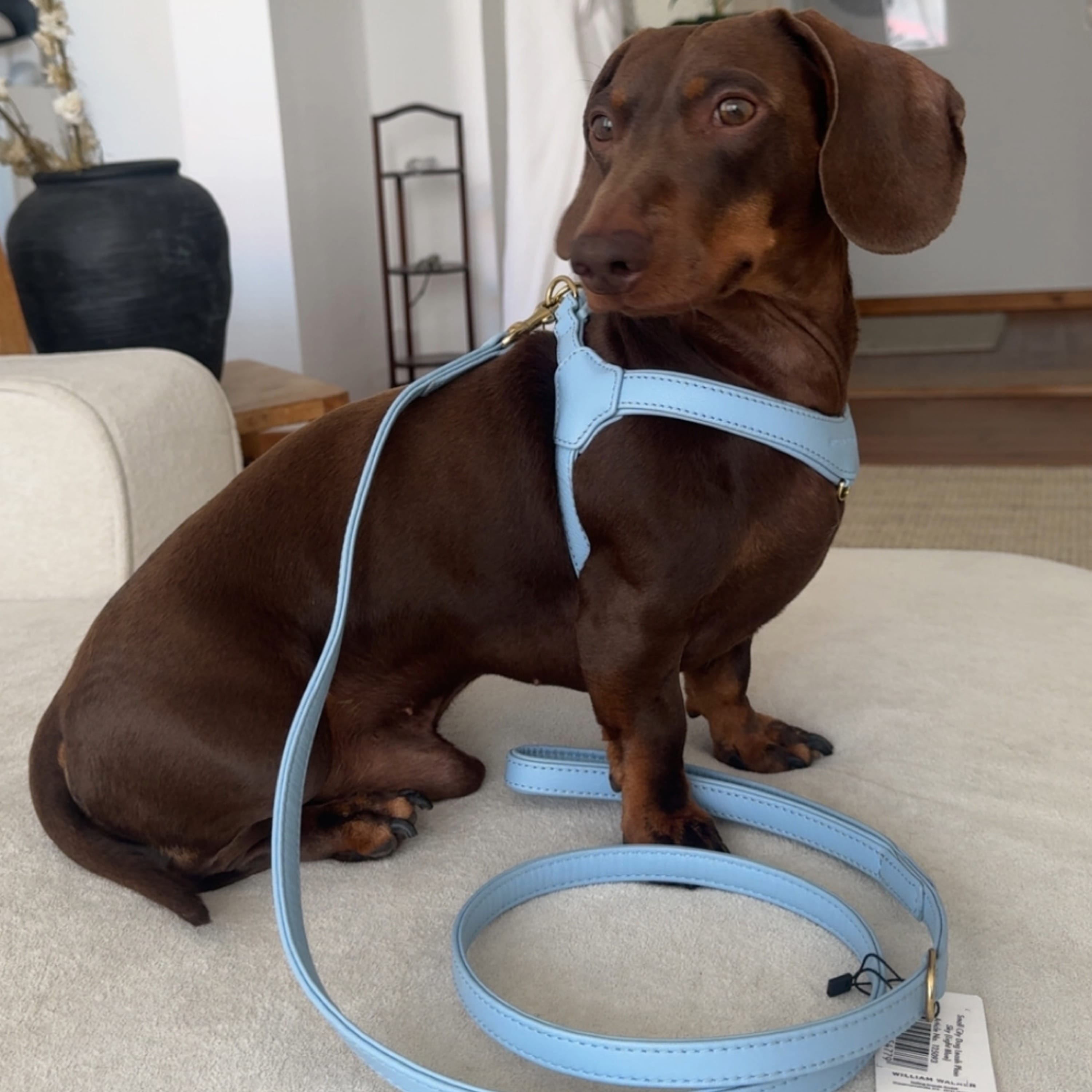 William Walker Configurator voor premium leren hondentuigbundel voor kleine honden