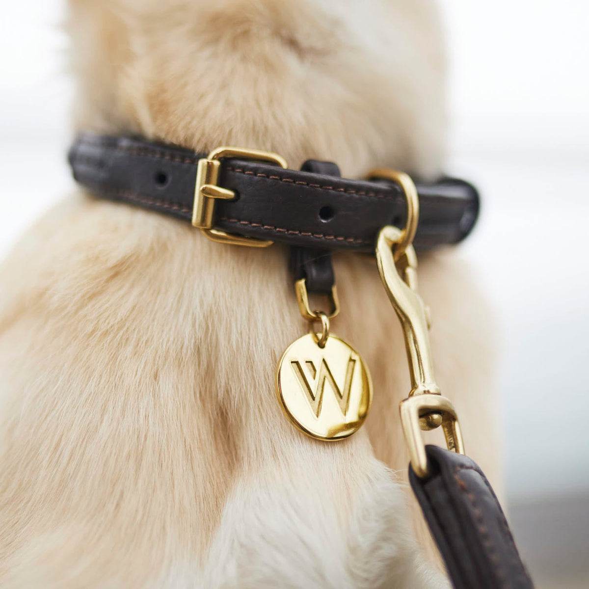 William Walker Dog collar Twisted Earth