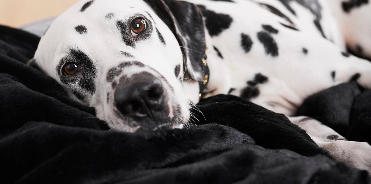 Hundedecken