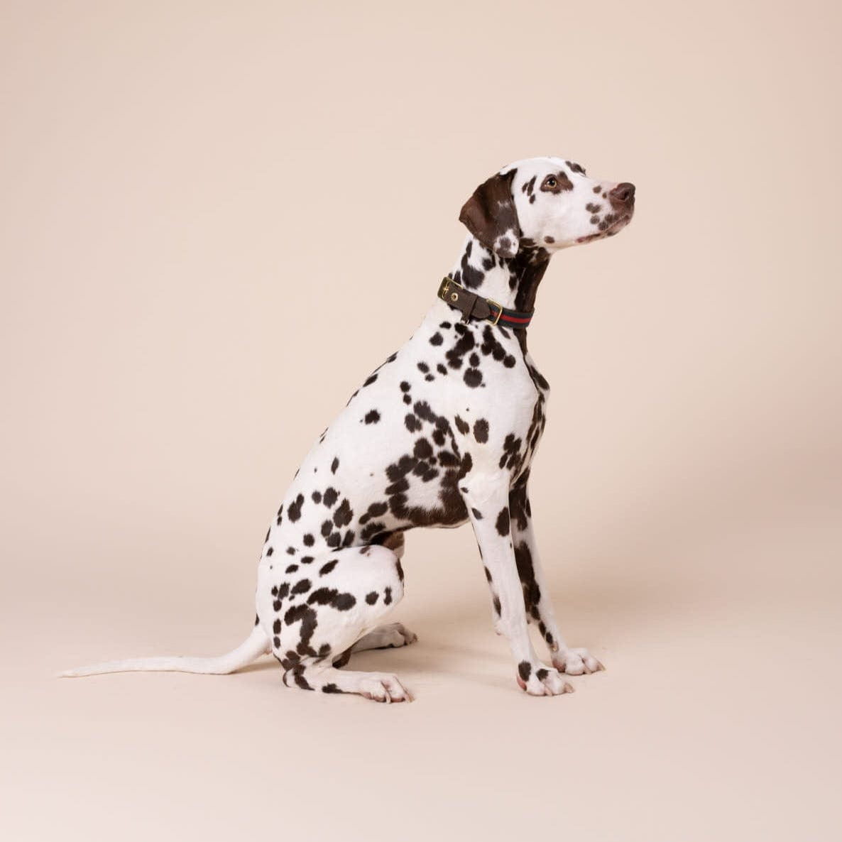 William Walker Leren halsband Florence // Limited