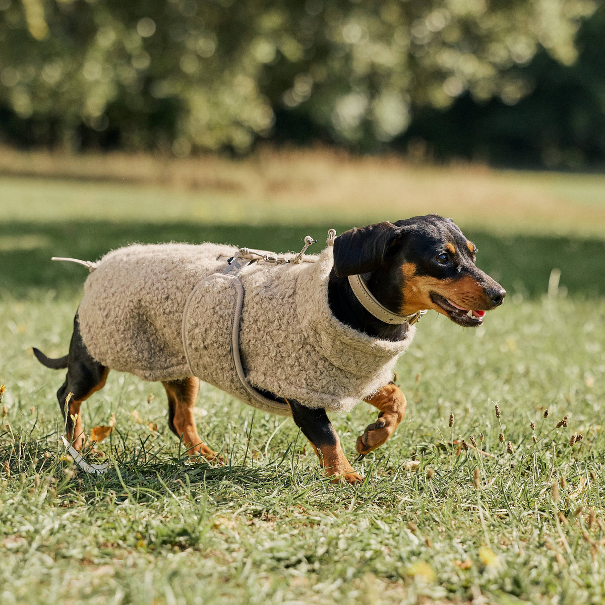 William Walker Manteau polaire douillet pour chien Cozy pour teckel