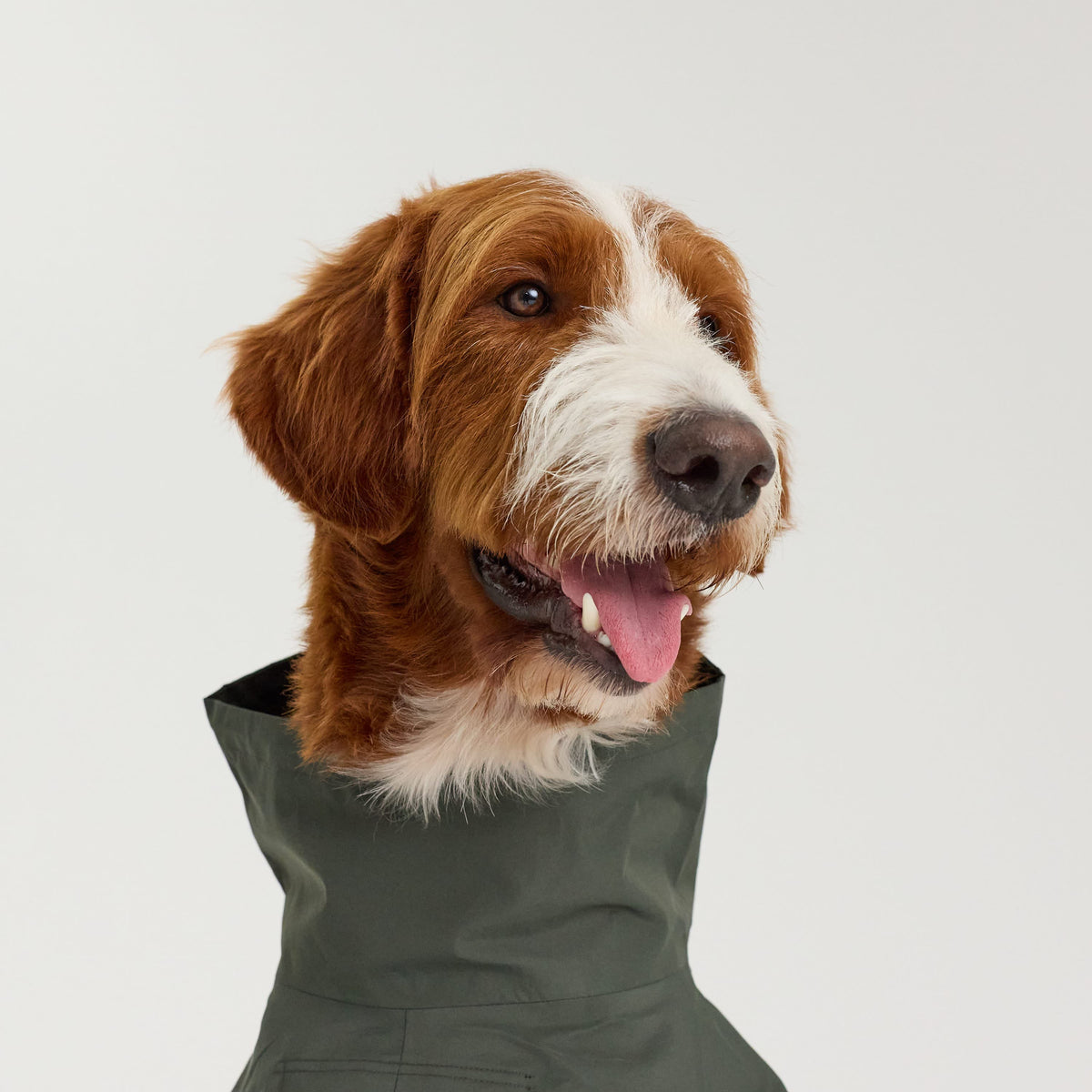 William Walker Imperméable pour chien Harbour