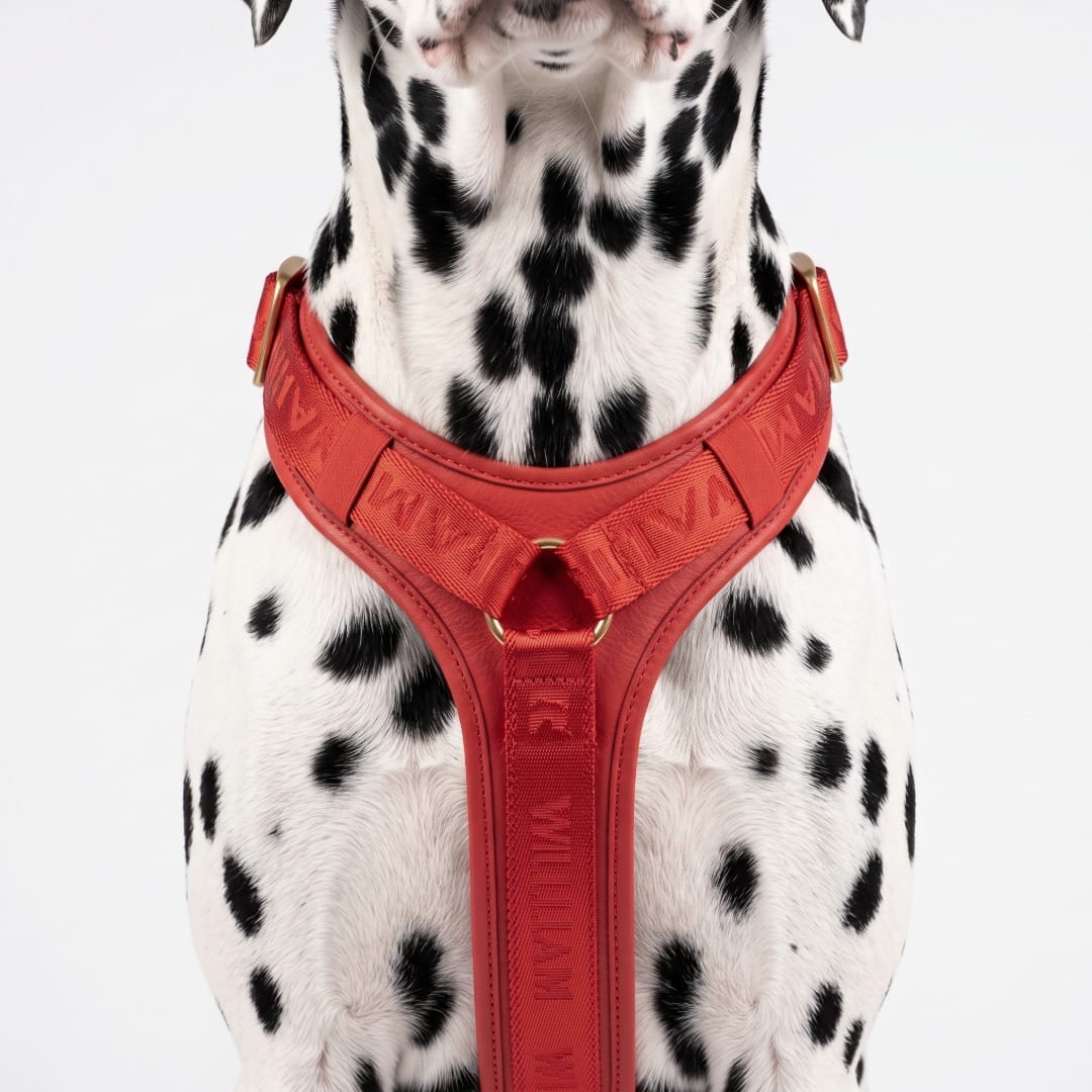 William Walker Premium Leather Y-Harness Plain