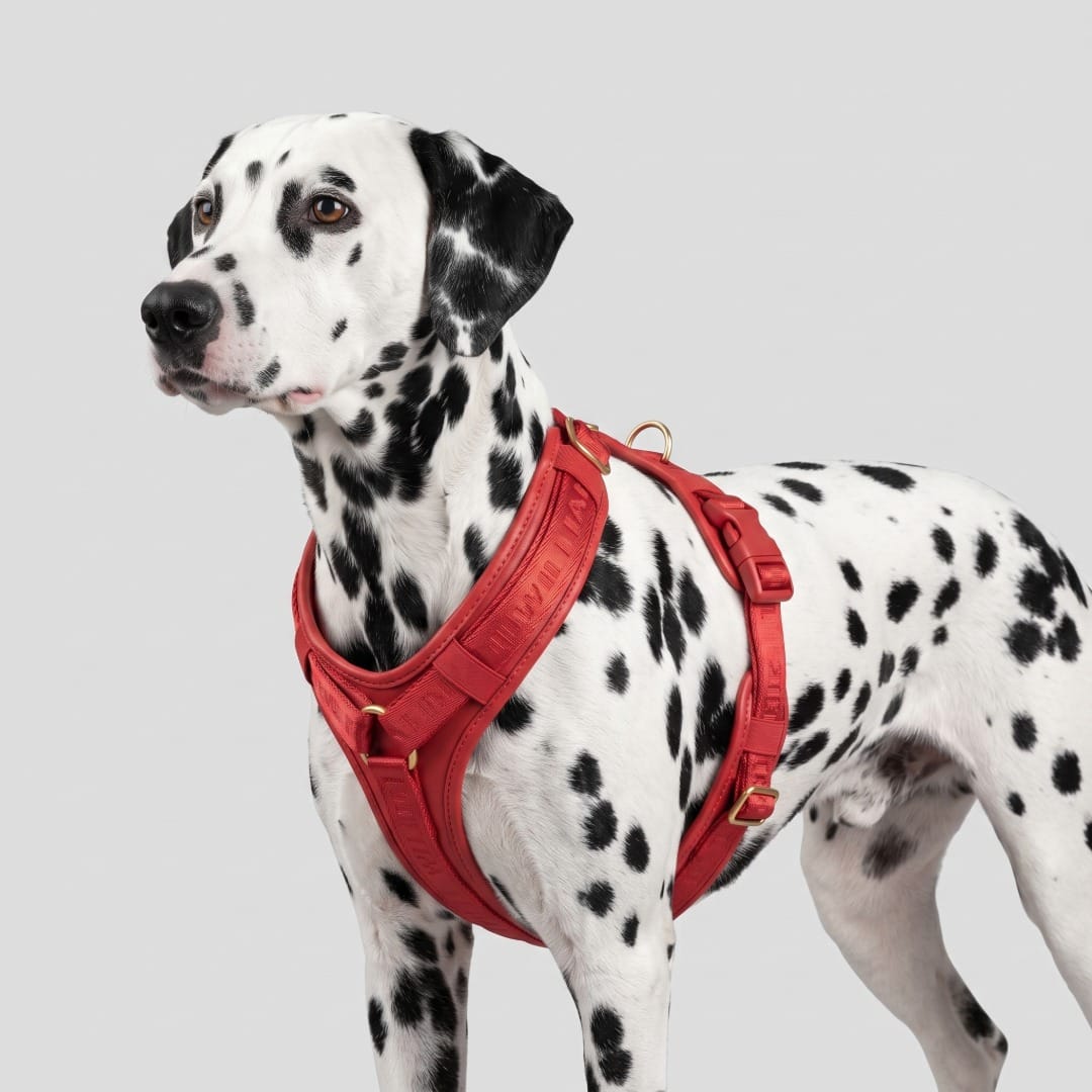 William Walker Premium Leather Y-Harness Plain