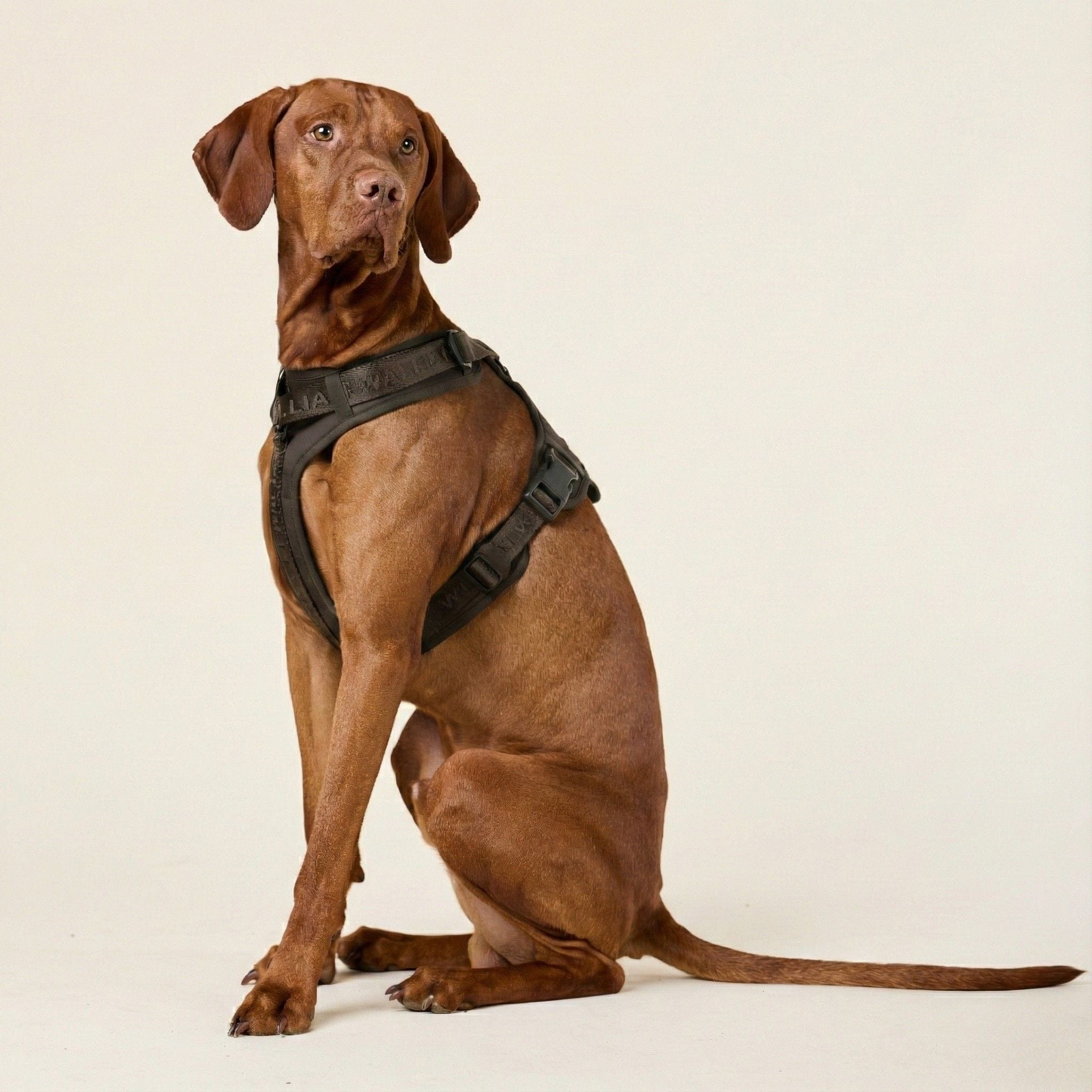 William Walker Configurateur de bundle de harnais pour chien, collection Apex