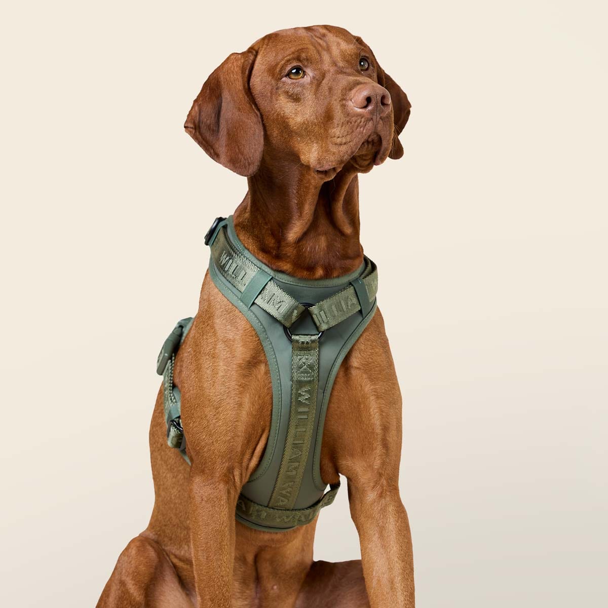 William Walker Bundle de harnais premium pour chien – offre d’hiver