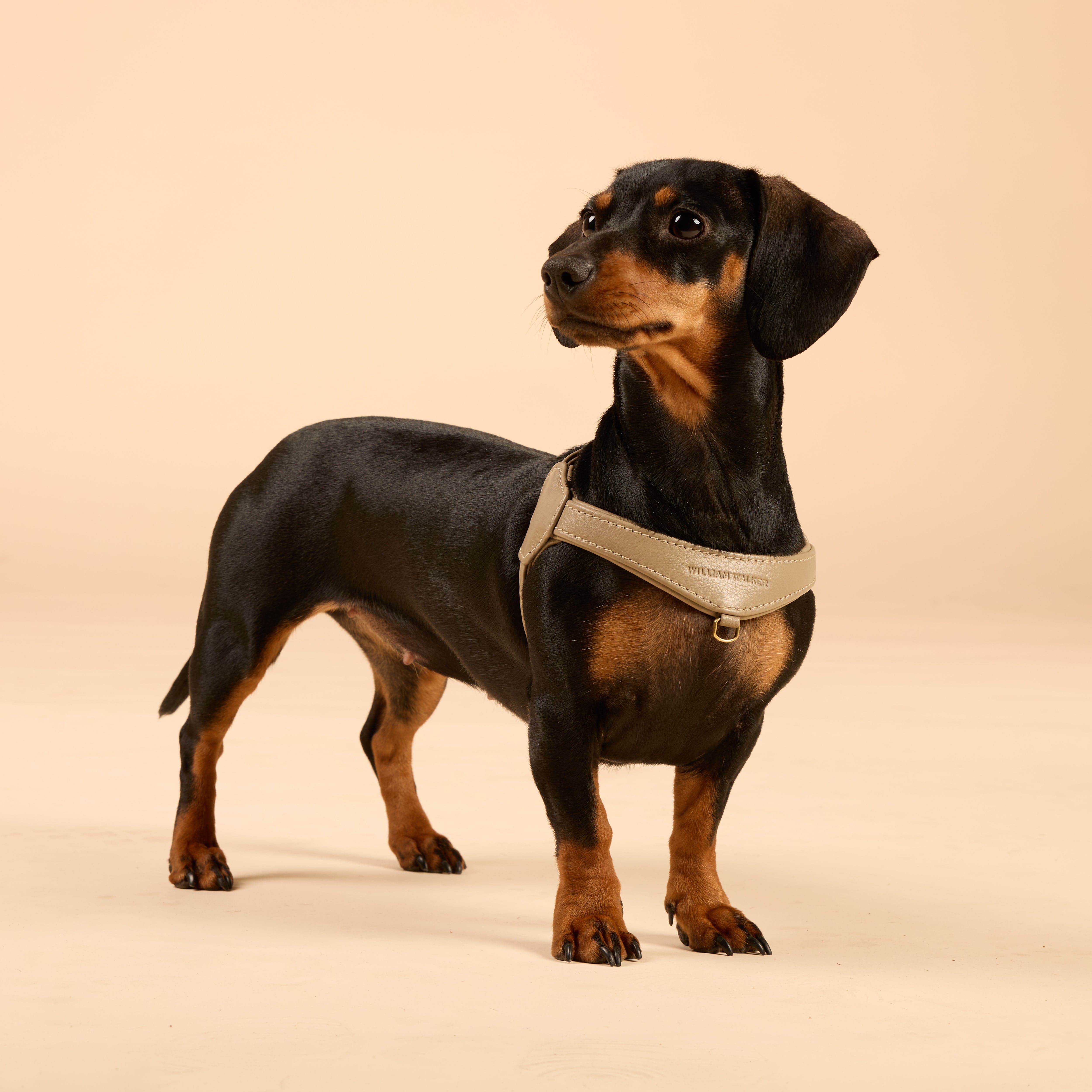 William Walker Configurateur de bundle de harnais en cuir premium pour petits chiens