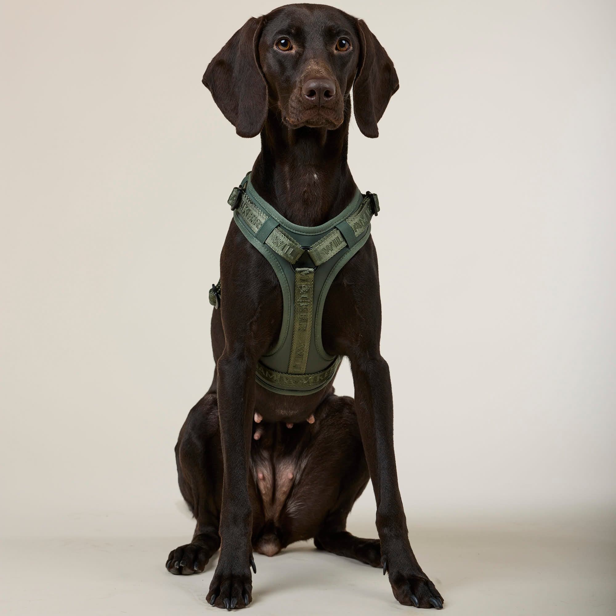 William Walker Bundle de harnais premium pour chien – offre d’hiver