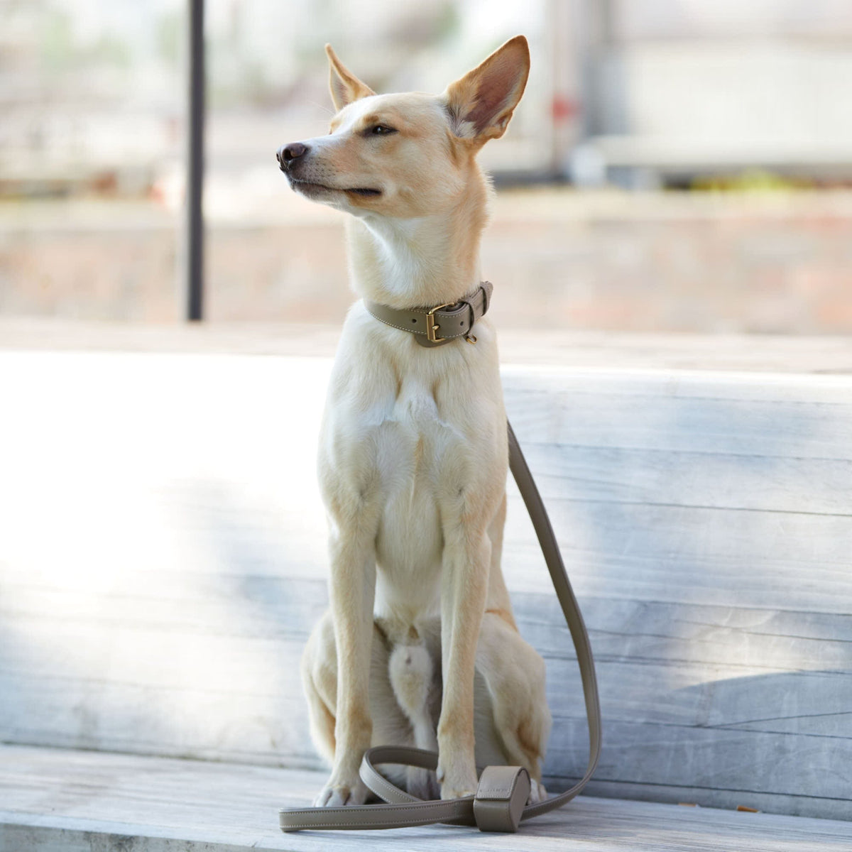 William Walker Dog leash Sand