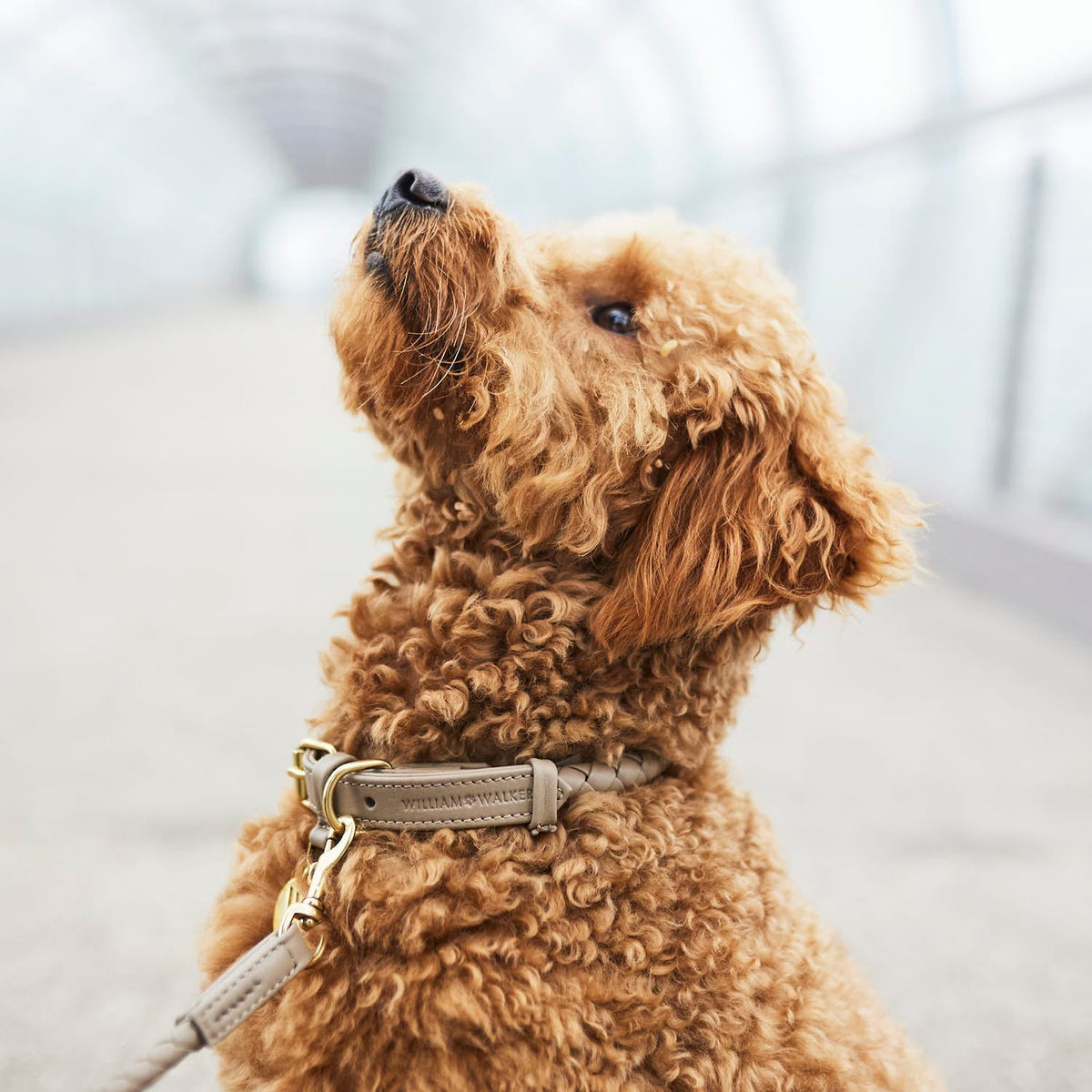 Caniche portant un collier pour chien en cuir beige