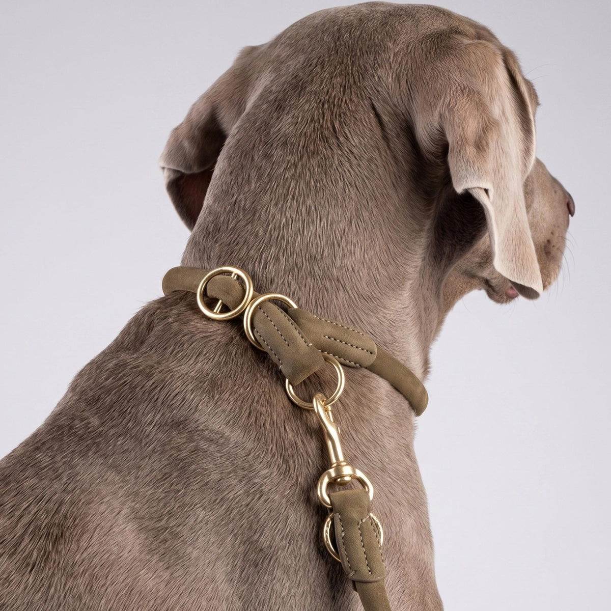 William Walker Laisse ronde en cuir pour chien
