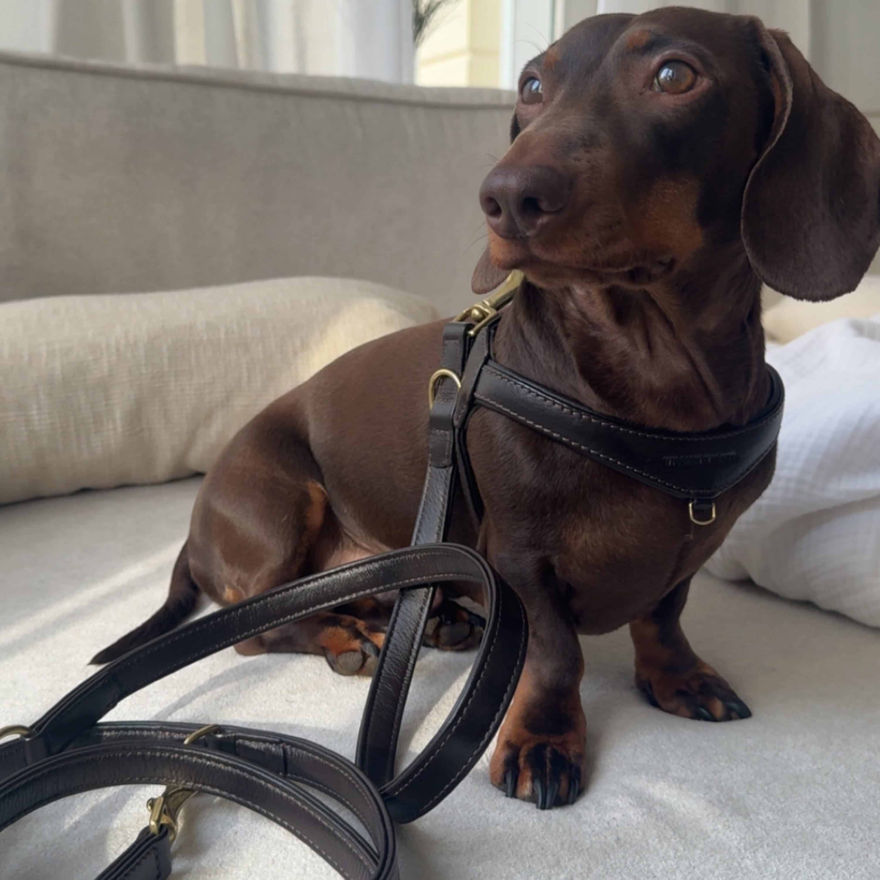 William Walker Configurateur de bundle de harnais en cuir premium pour petits chiens
