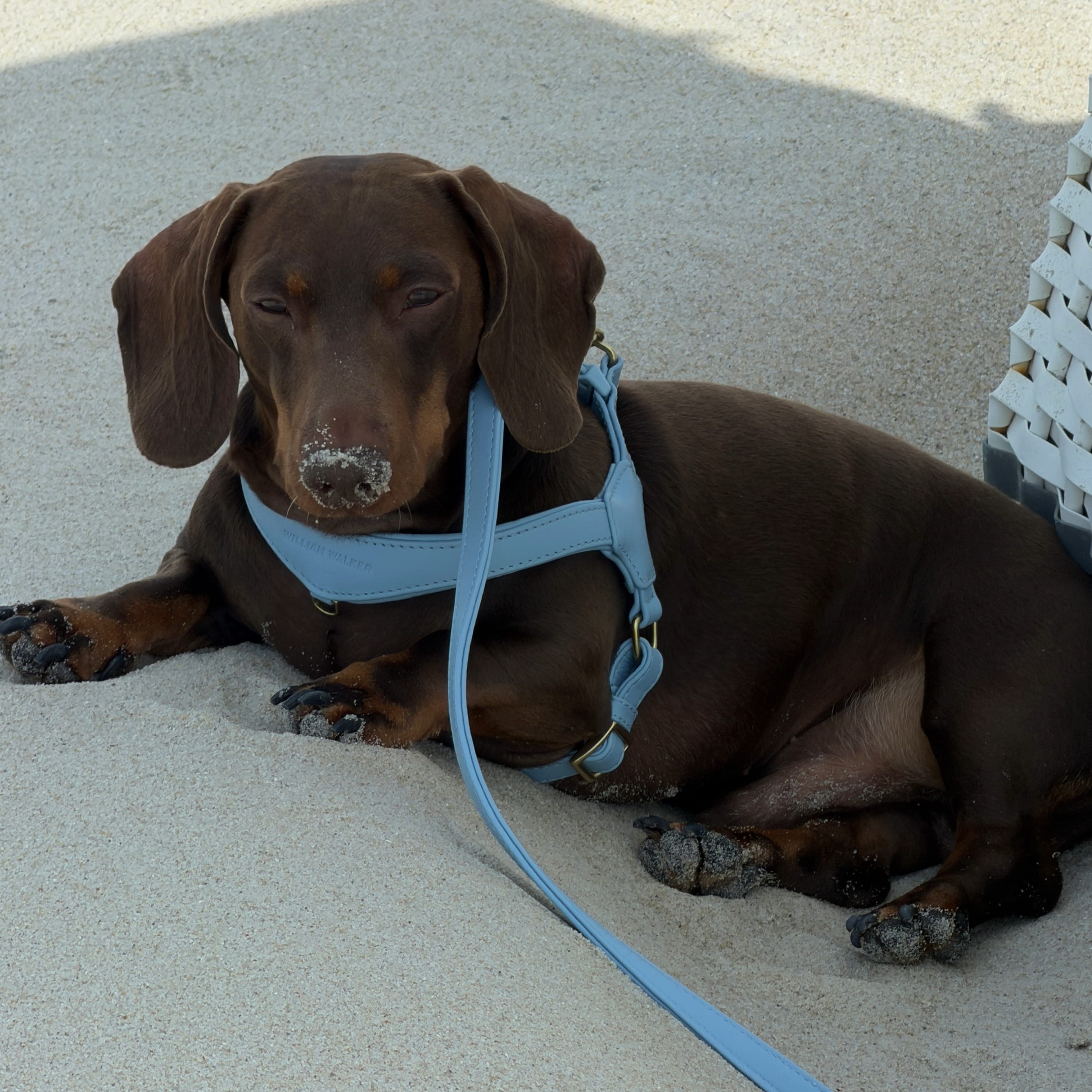 William Walker Configurateur de bundle de harnais en cuir premium pour petits chiens