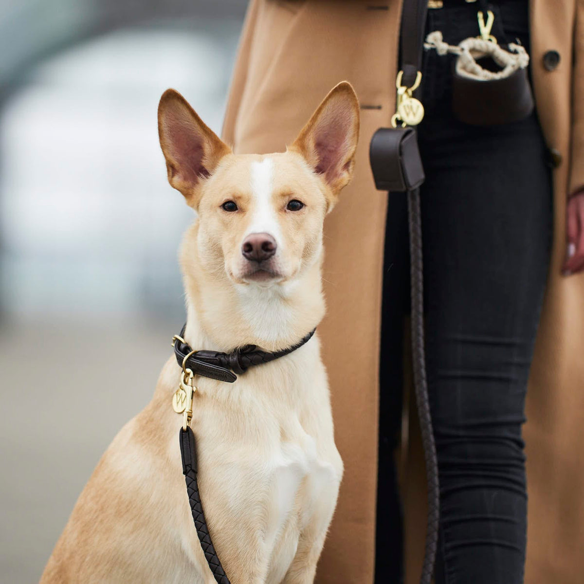 William Walker Dog collar Twisted Earth