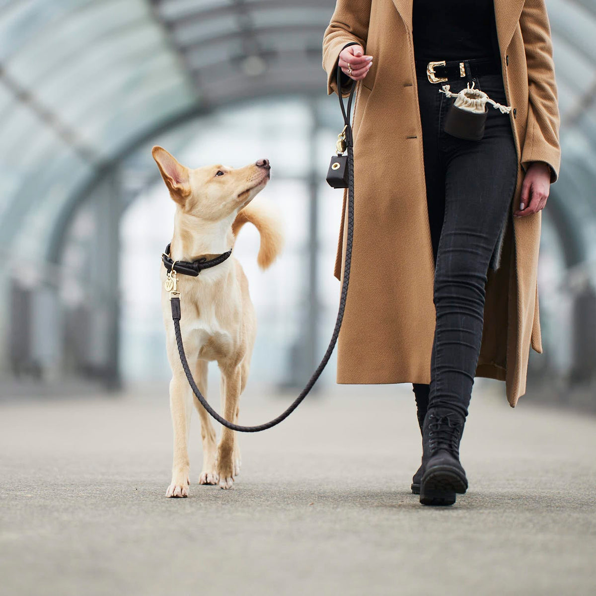 William Walker Dog collar Twisted Earth