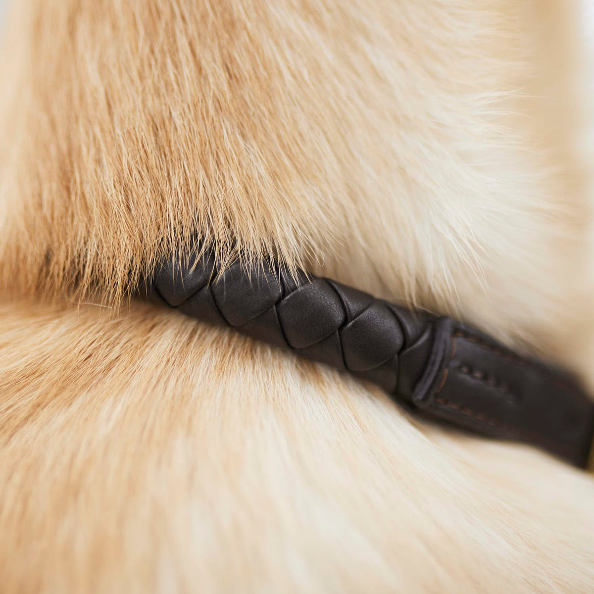 William Walker Dog collar Twisted Earth