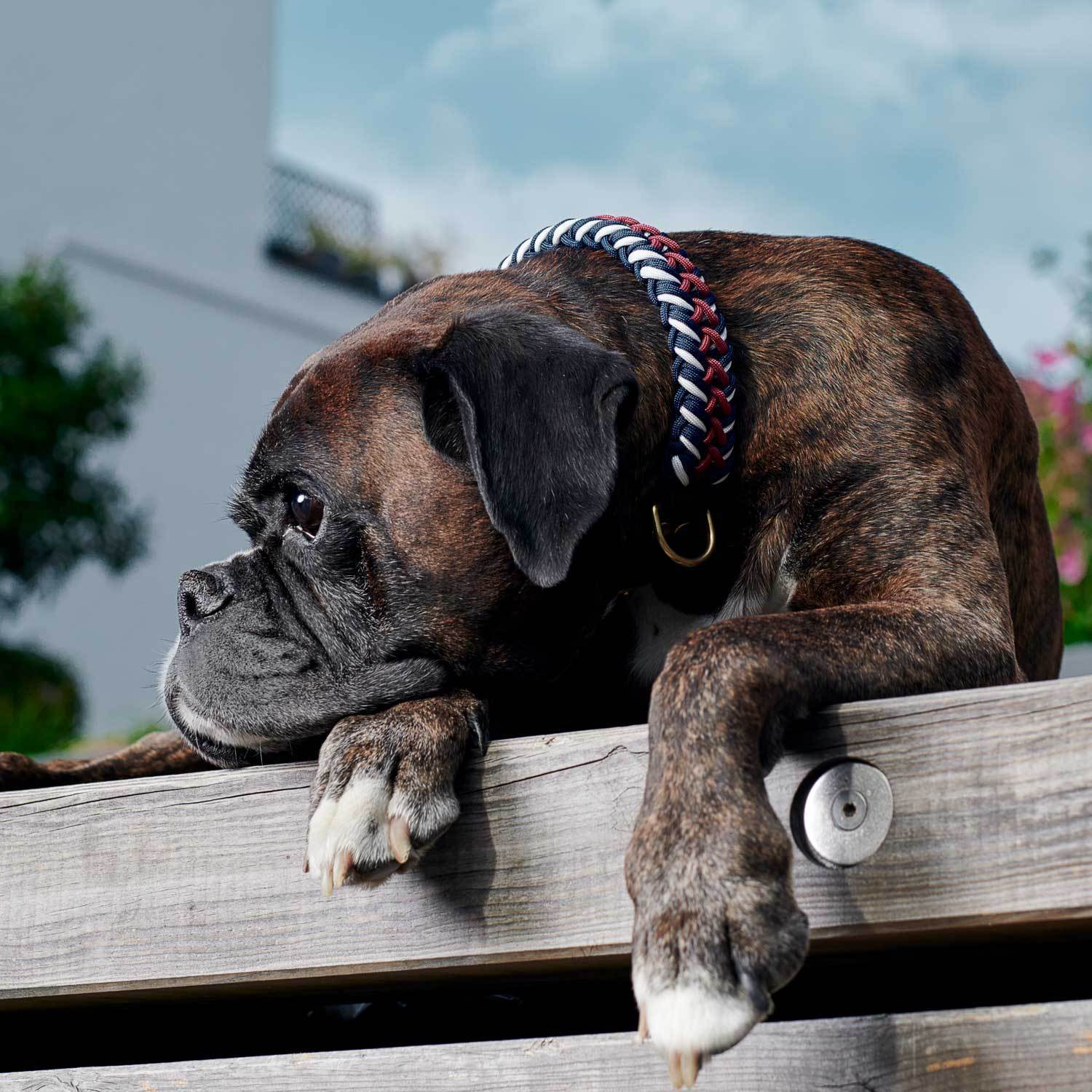 Paracord BioThane® dog collar Royal